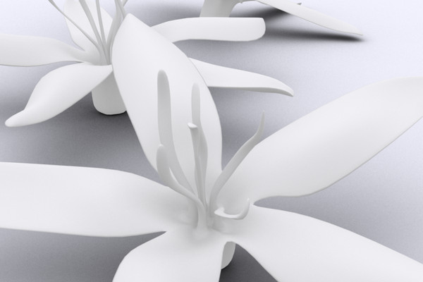 coffee flower 3ds - Coffee Flower by DigiDom Studios
